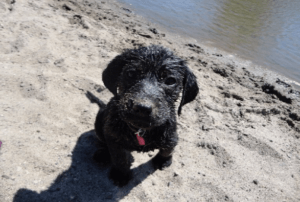 Dog in sand near water